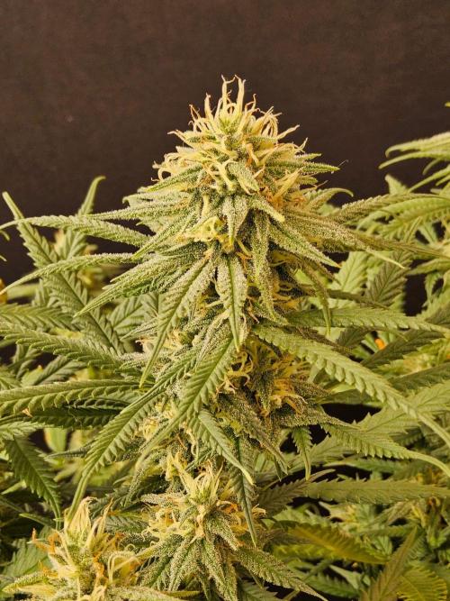 Turbo Amnesia. Week 12