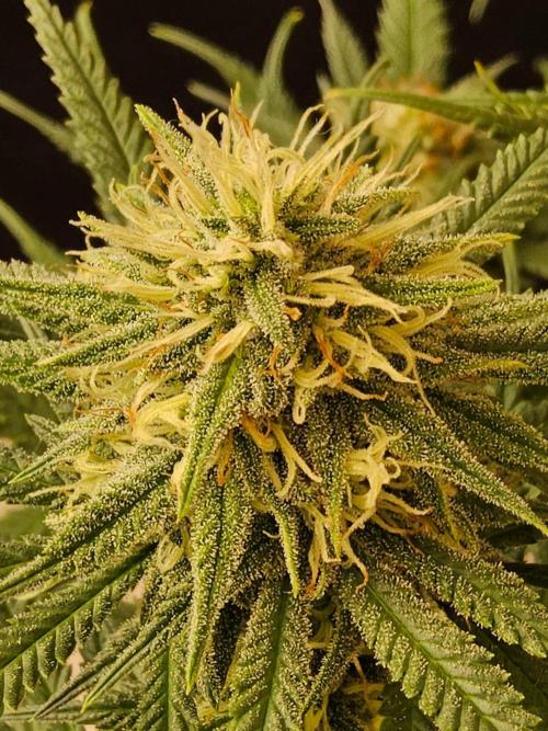 Turbo Amnesia. Week 12