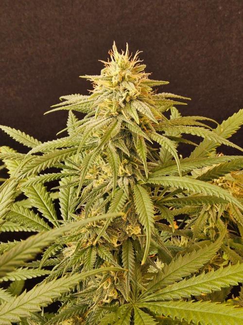 Turbo Amnesia. Week 12