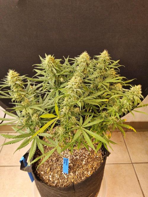 Turbo Amnesia. Week 12
