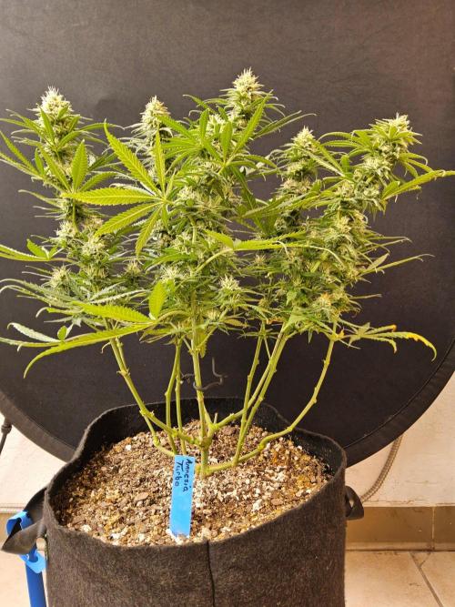 Turbo Amnesia. Week 12