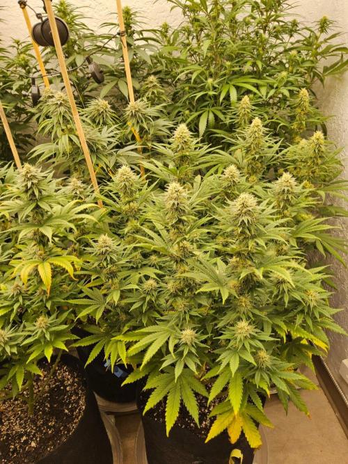 Turbo Amnesia. Week 12