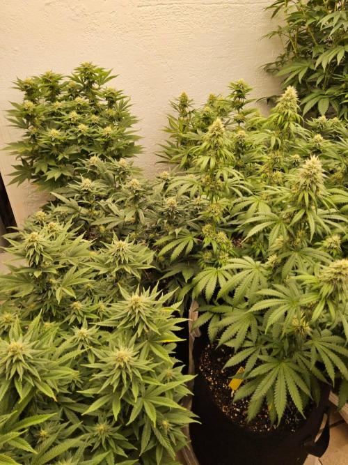 Turbo Amnesia. Week 12