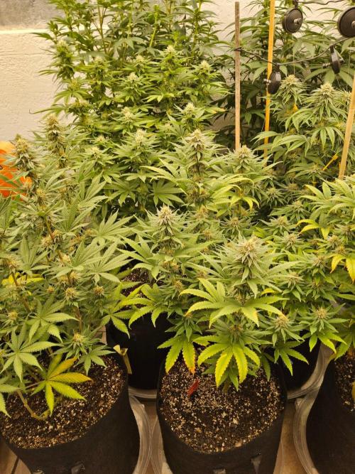 Turbo Amnesia. Week 12