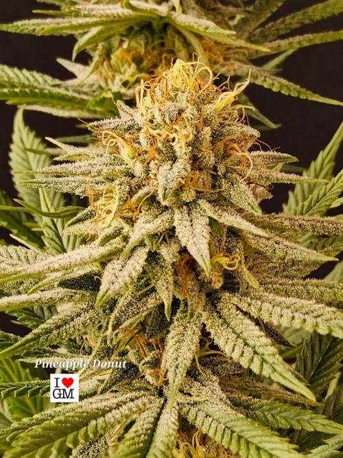 I💚GM Pineapple Donuts. Week 12