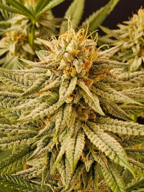 I💚GM Pineapple Donuts. Week 12