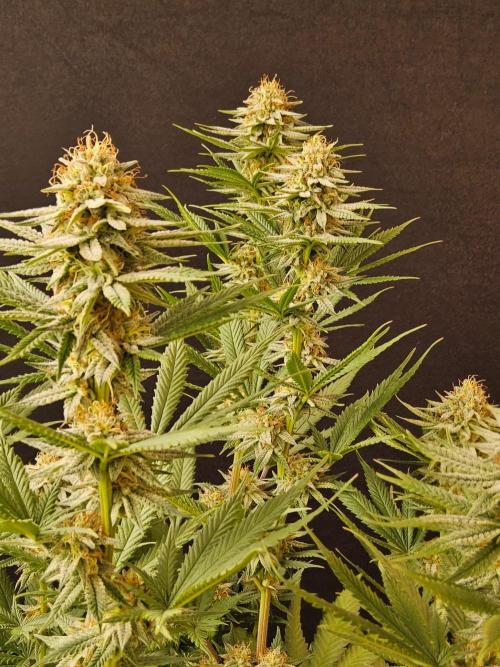 I💚GM Pineapple Donuts. Week 12
