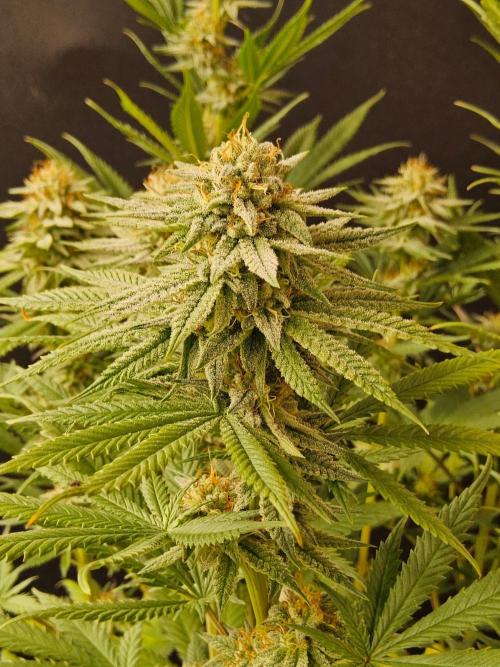 I💚GM Pineapple Donuts. Week 12
