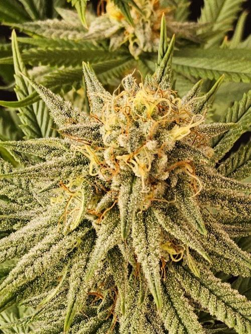 I💚GM Pineapple Donuts. Week 12
