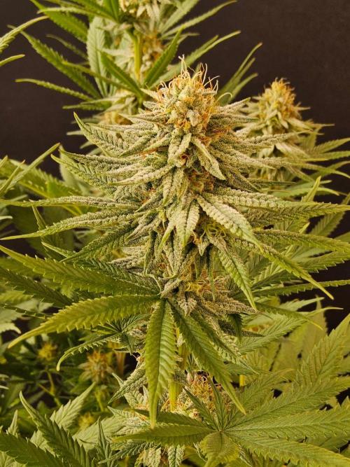 I💚GM Pineapple Donuts. Week 12