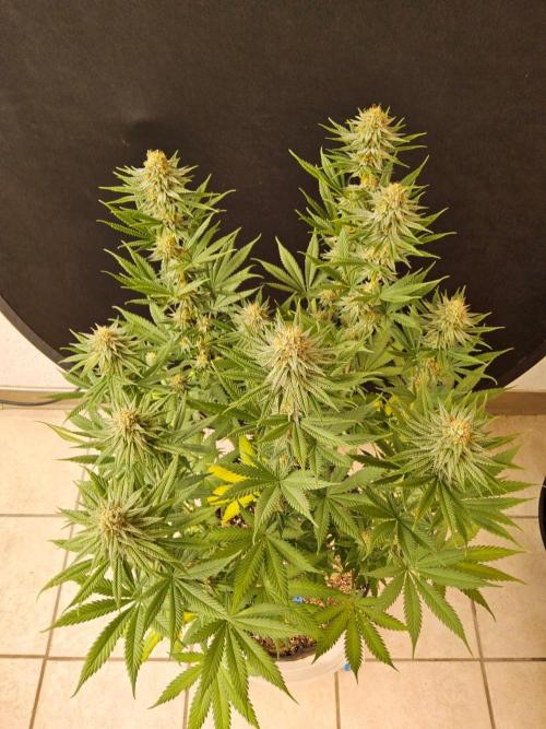 I💚GM Pineapple Donuts. Week 12