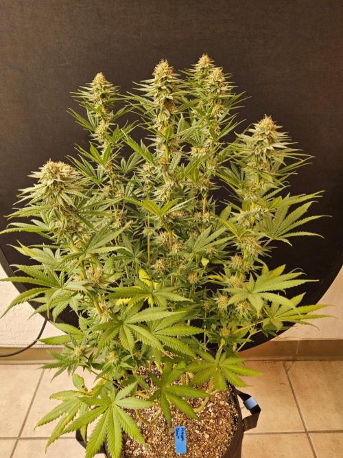 I💚GM Pineapple Donuts. Week 12
