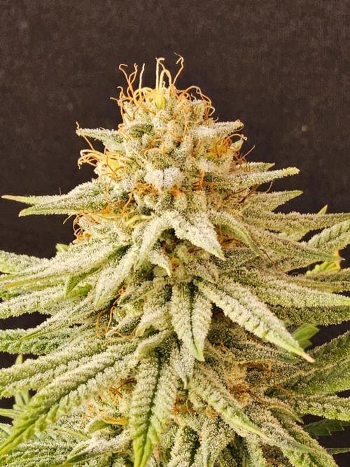 I💚GM Pineapple Donuts. Week 13