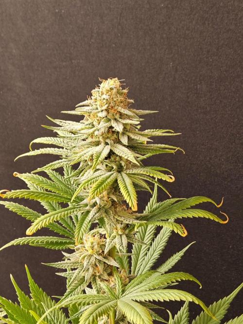 I💚GM Pineapple Donuts. Week 13