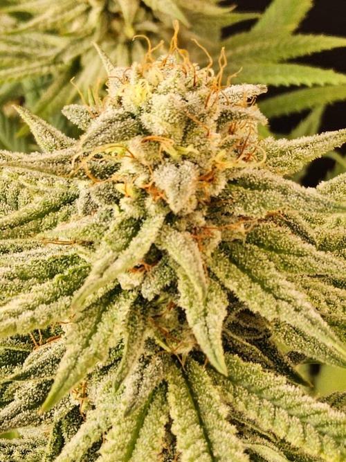 I💚GM Pineapple Donuts. Week 13