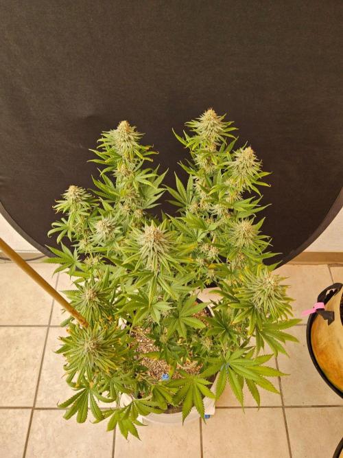 I💚GM Pineapple Donuts. Week 13