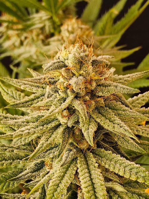 I💚GM Pineapple Donuts. Week 13