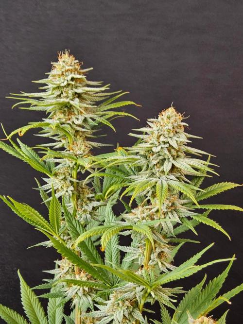 I💚GM Pineapple Donuts. Week 13