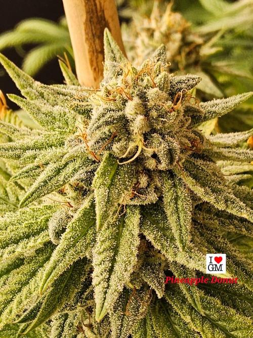 I💚GM Pineapple Donuts. Week 13