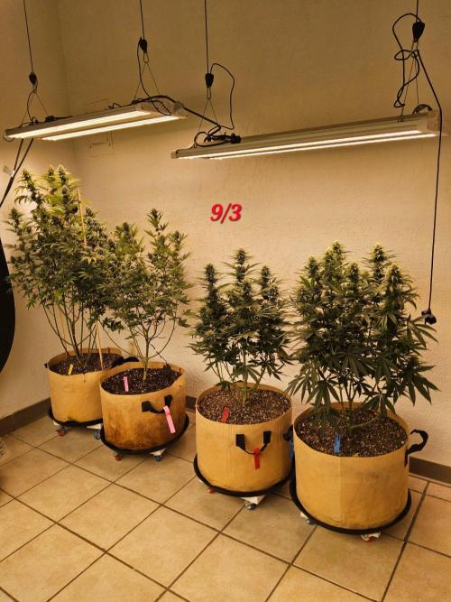 Supreme Roadrunner. Week 13