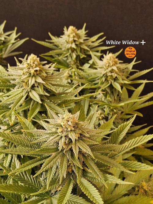 White Widow Plus. Week 13