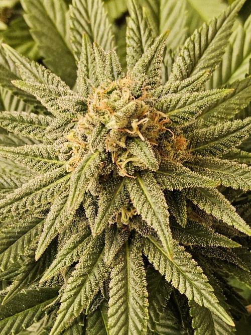 White Widow Plus. Week 13