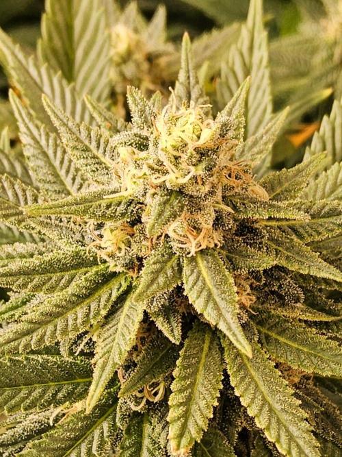 White Widow Plus. Week 13