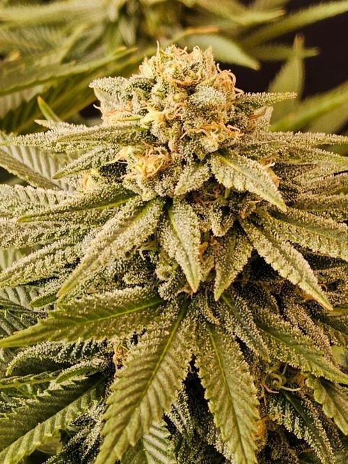 White Widow Plus. Week 13