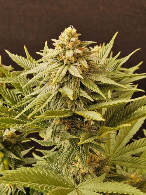 White Widow Plus. Week 13