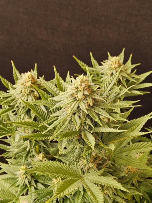 White Widow Plus. Week 13