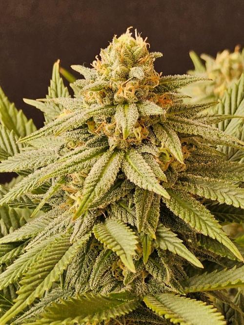 White Widow Plus. Week 13