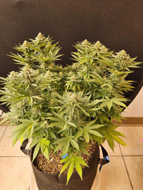 White Widow Plus. Week 13