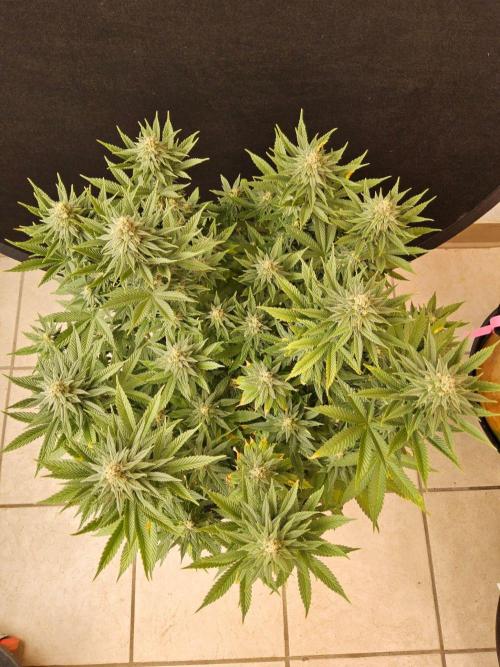 White Widow Plus. Week 13