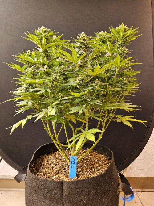 White Widow Plus. Week 13
