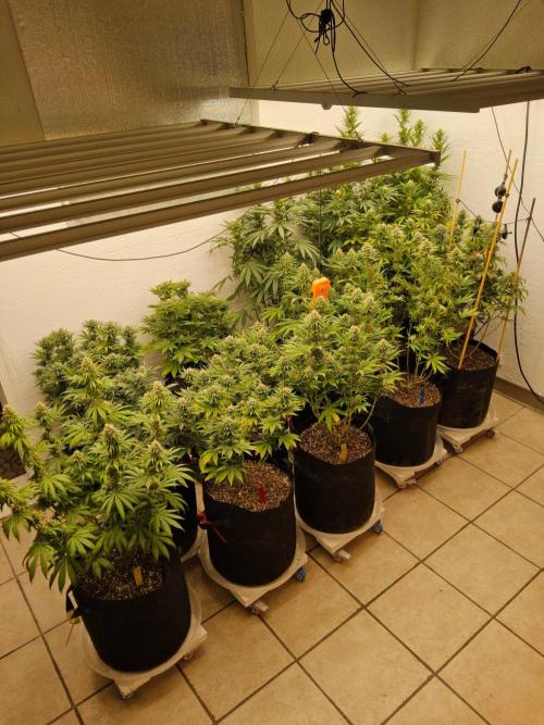 White Widow Plus. Week 13