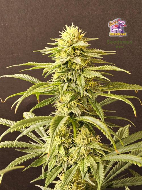 Bubba Seedsman. Week 13
