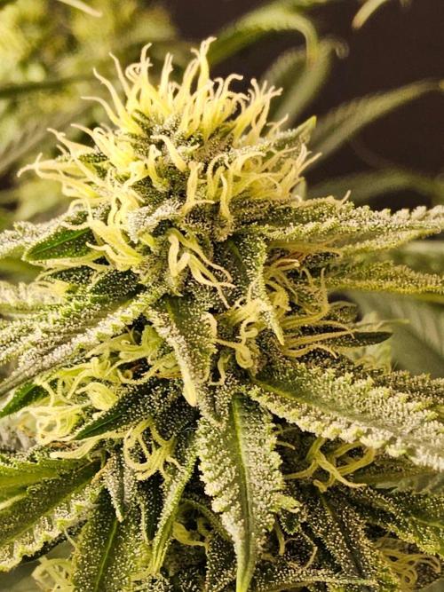 Bubba Seedsman. Week 13