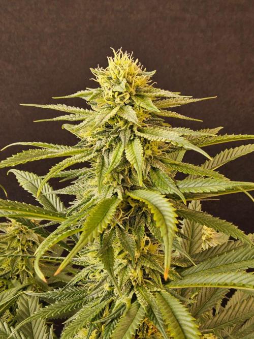 Bubba Seedsman. Week 13