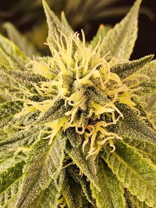 Bubba Seedsman. Week 13