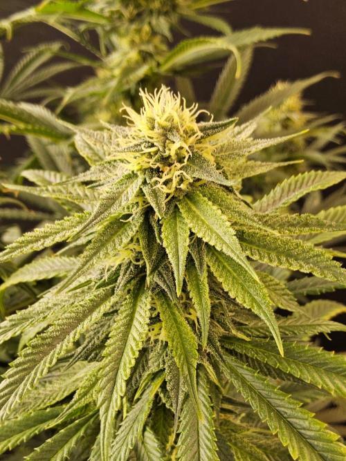 Bubba Seedsman. Week 13