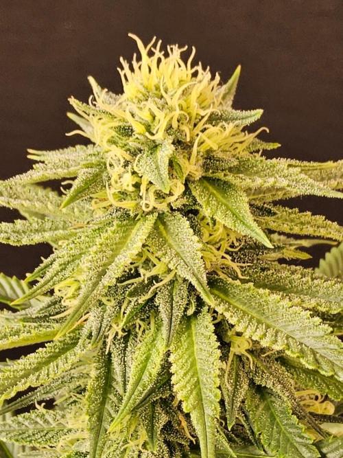 Bubba Seedsman. Week 13
