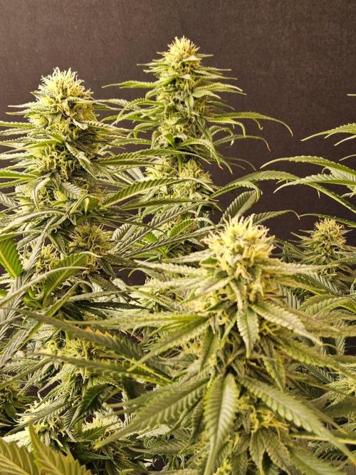 Bubba Seedsman. Week 13