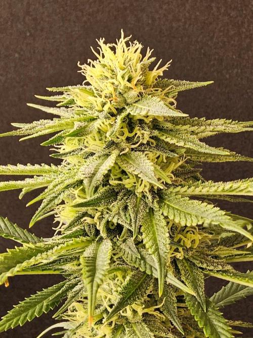 Bubba Seedsman. Week 13