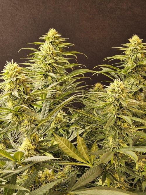 Bubba Seedsman. Week 13