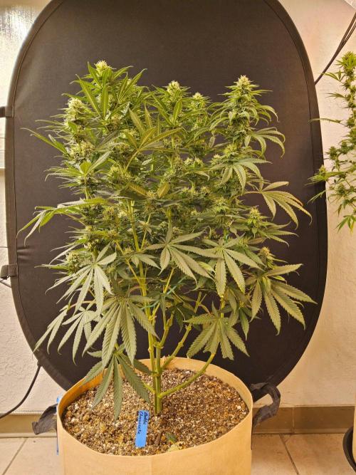 Bubba Seedsman. Week 13