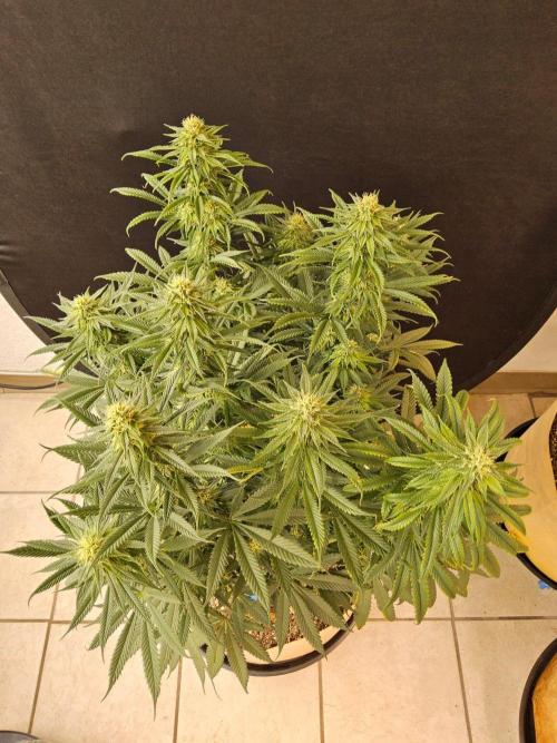 Bubba Seedsman. Week 13