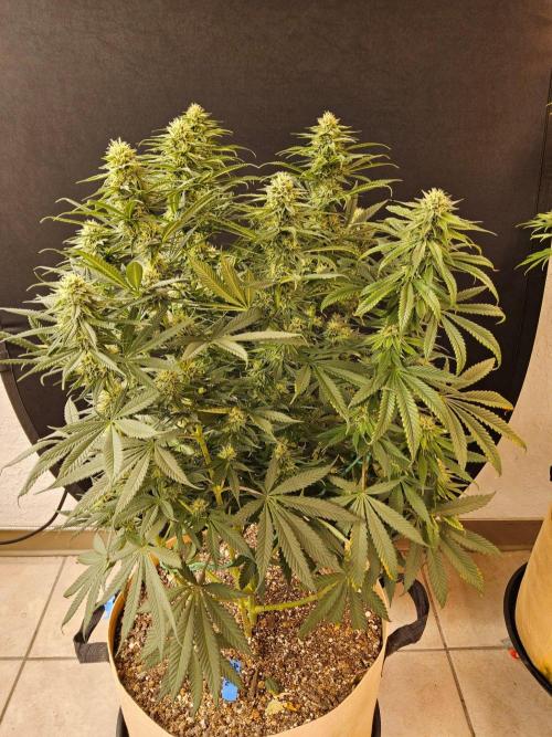 Bubba Seedsman. Week 13