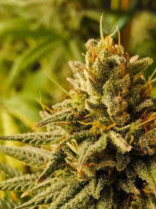 Amnesia go fast. Week 13