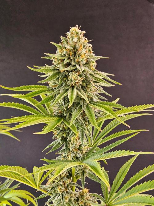 Amnesia go fast. Week 13