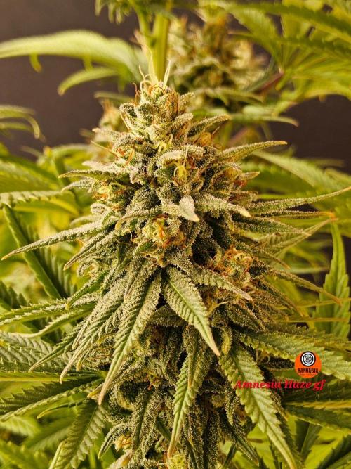 Amnesia go fast. Week 13